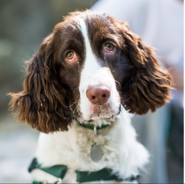 chien-stress-signes-3