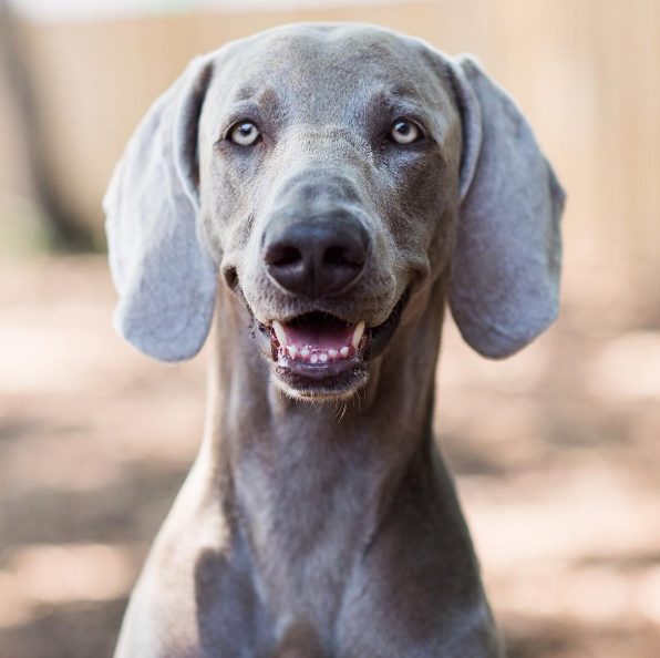 chien-stress-signes-4