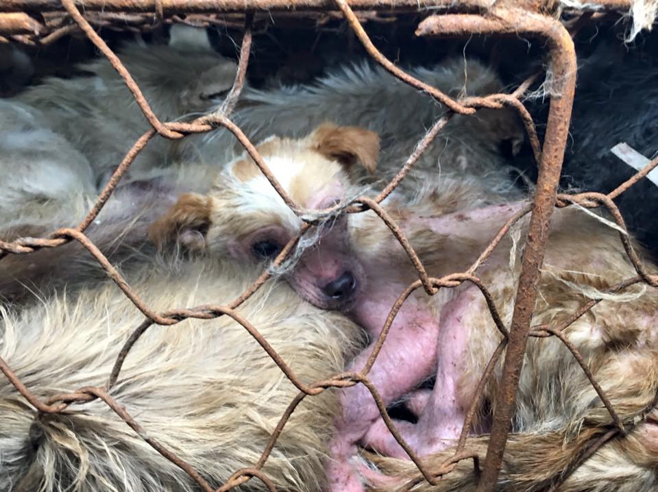 marcching-yullin-sauvetage-6