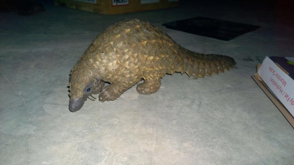 pangolin-rescue-5