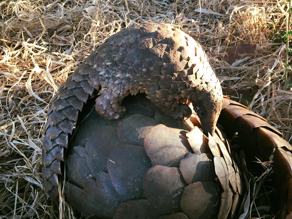 pangolin-rescue-2