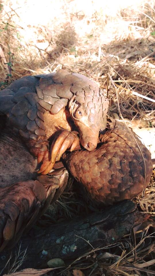 pangolin-rescue-3
