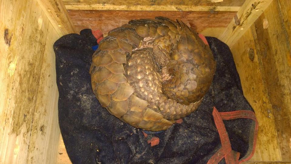 pangolin-rescue-1