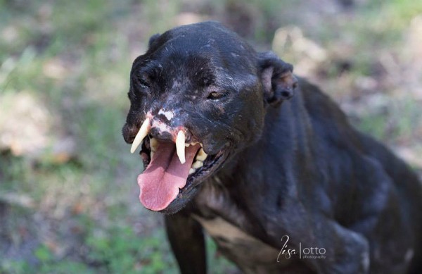 pitbull-defigure-Khaleesi-9