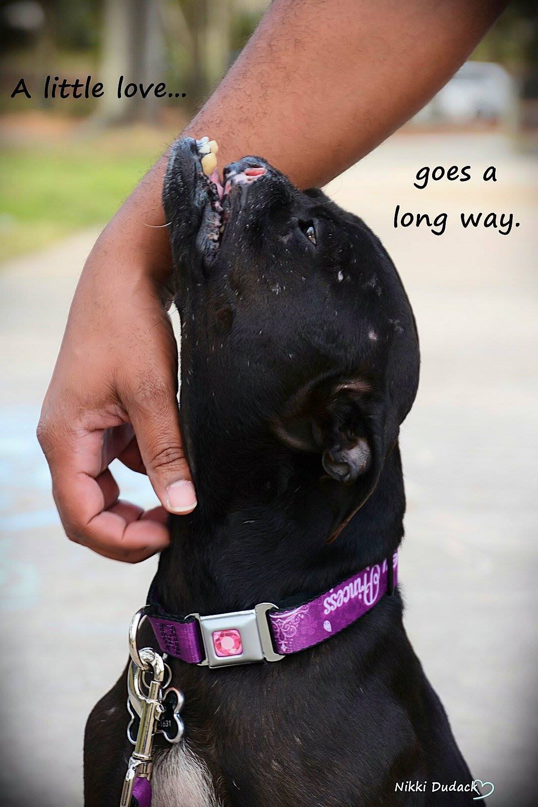 khalessi-pitbull-deces-2