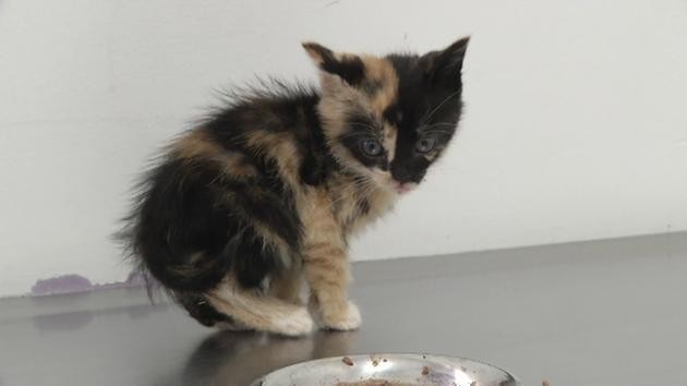 eboueur-sauve-chaton-6