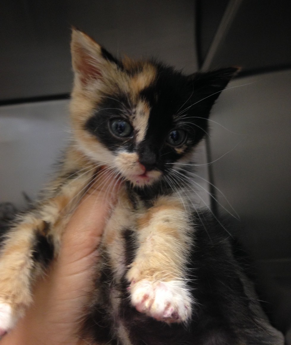 eboueur-sauve-chaton-4