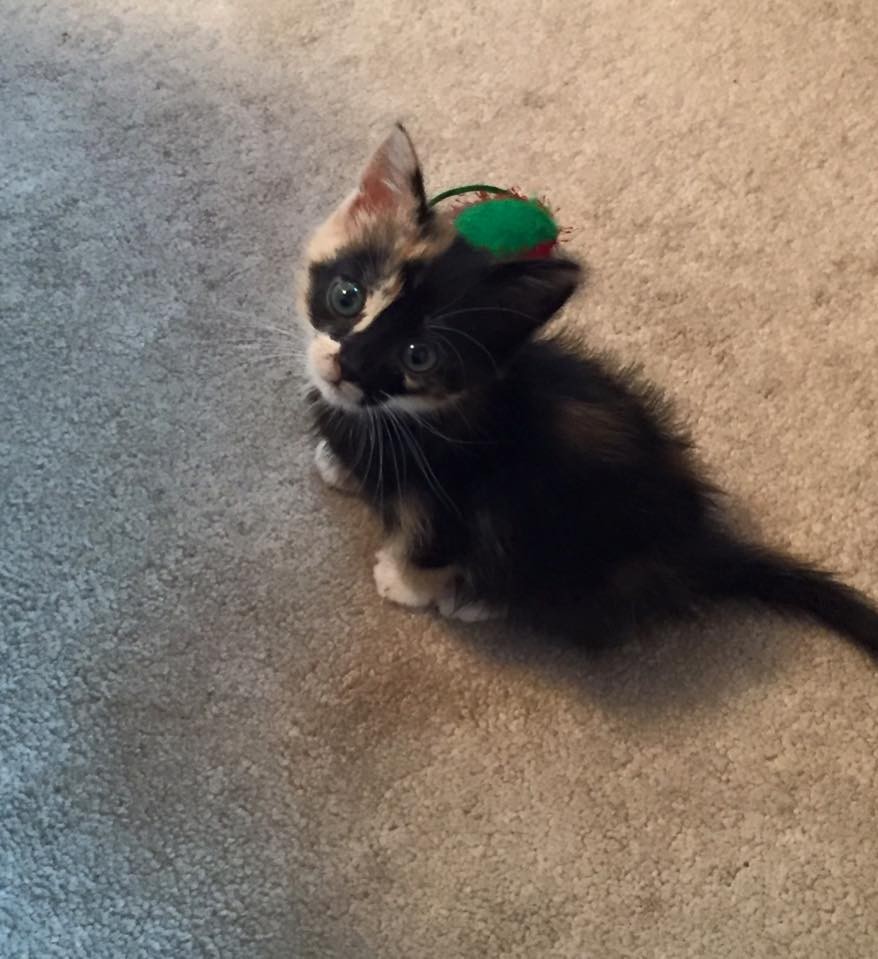 eboueur-sauve-chaton-13