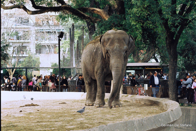 zoo-buenos-aires-fermeture-2