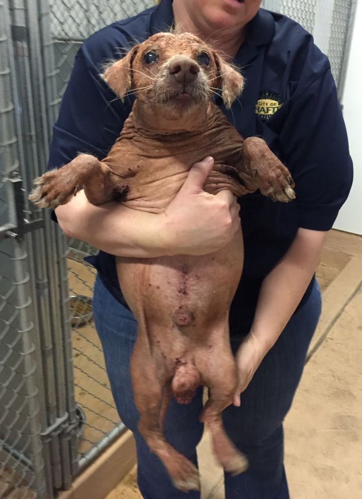 splinter-blind-dog-2