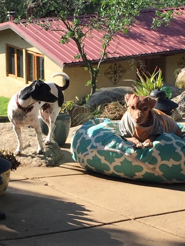 splinter-blind-dog-5