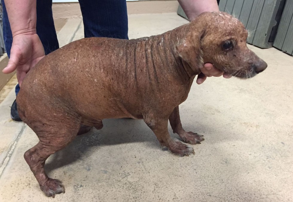 splinter-blind-dog-1