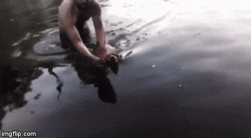 splinter-blind-dog-4