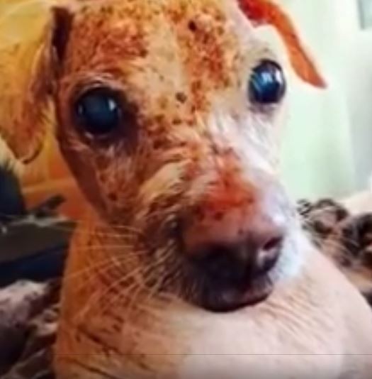 splinter-blind-dog-3