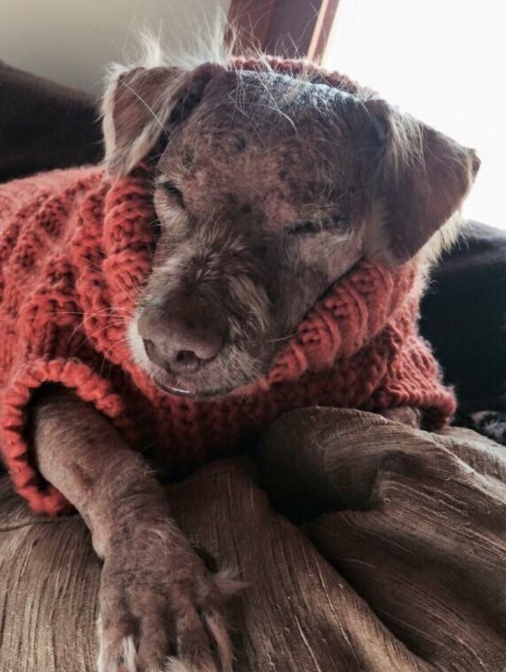 splinter-blind-dog-7