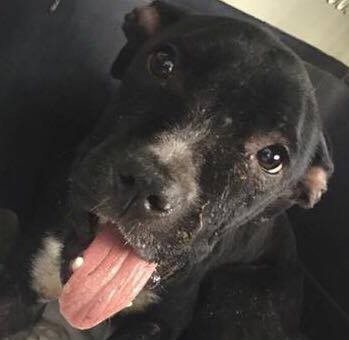 lucy-pitbull-snarr-sauvetage-10