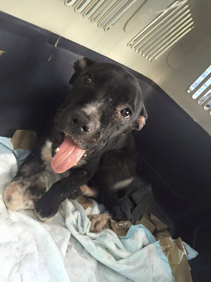 lucy-pitbull-snarr-sauvetage-3