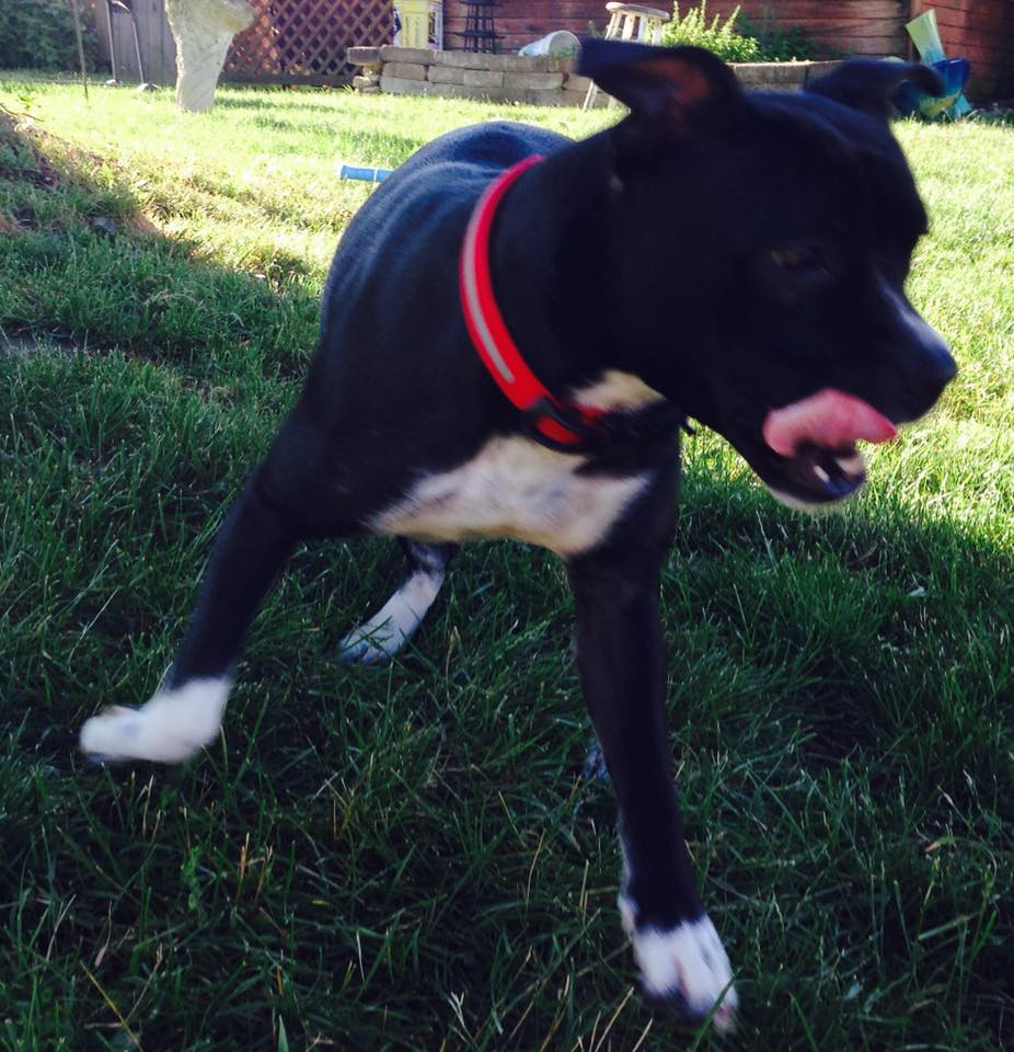 lucy-pitbull-snarr-sauvetage-1