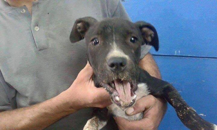 lucy-pitbull-snarr-sauvetage-9