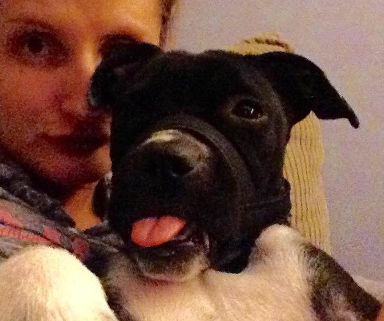 lucy-pitbull-snarr-sauvetage-2