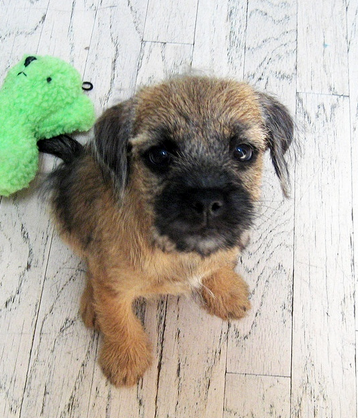 31 Reasons To Love Border Terriers & Their Scruffy Little Faces BowWow Times
