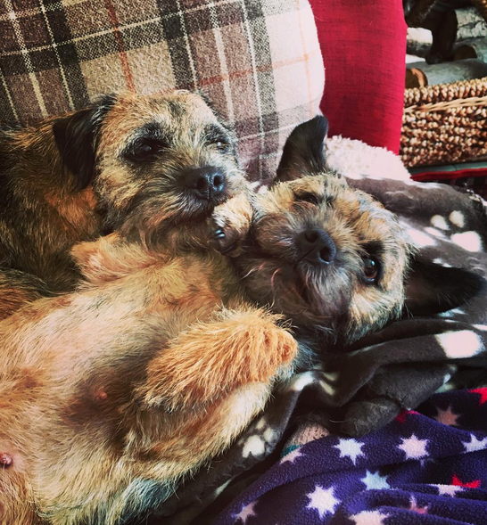 31 Reasons To Love Border Terriers & Their Scruffy Little Faces BowWow Times cuddles