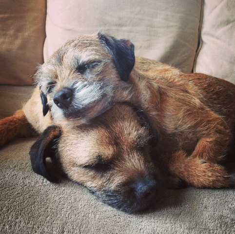 31 Reasons To Love Border Terriers & Their Scruffy Little Faces BowWow Times
