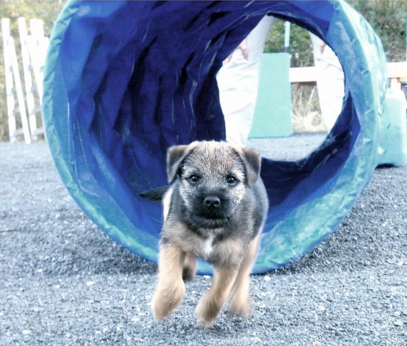 31 Reasons To Love Border Terriers & Their Scruffy Little Faces BowWow Times running agility