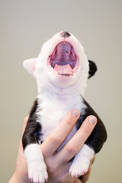 Petit chien, le Bull Terrier s'accommode d'une vie en appartement