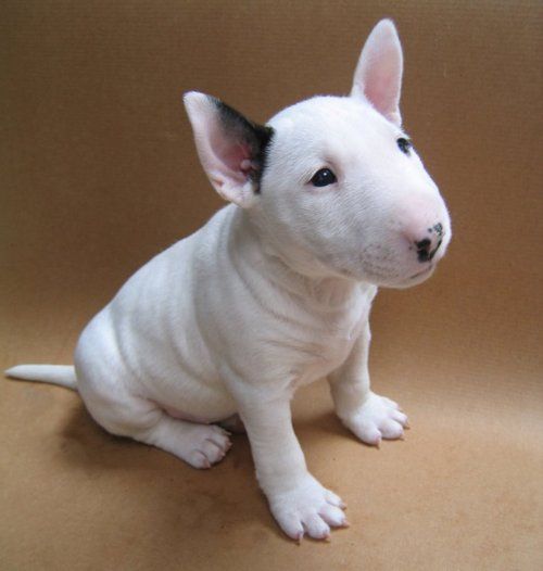 Le Bull Terrier n'est pas grand, c'est un chien au poil court