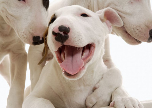 Le Bull Terrier est un chien plein de vie