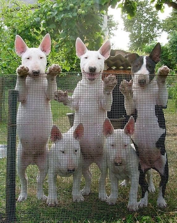 Un Bull Terrier est un chien à la santé de fer