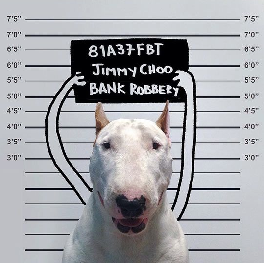 Le Bull Terrier est une race de chien très populaire