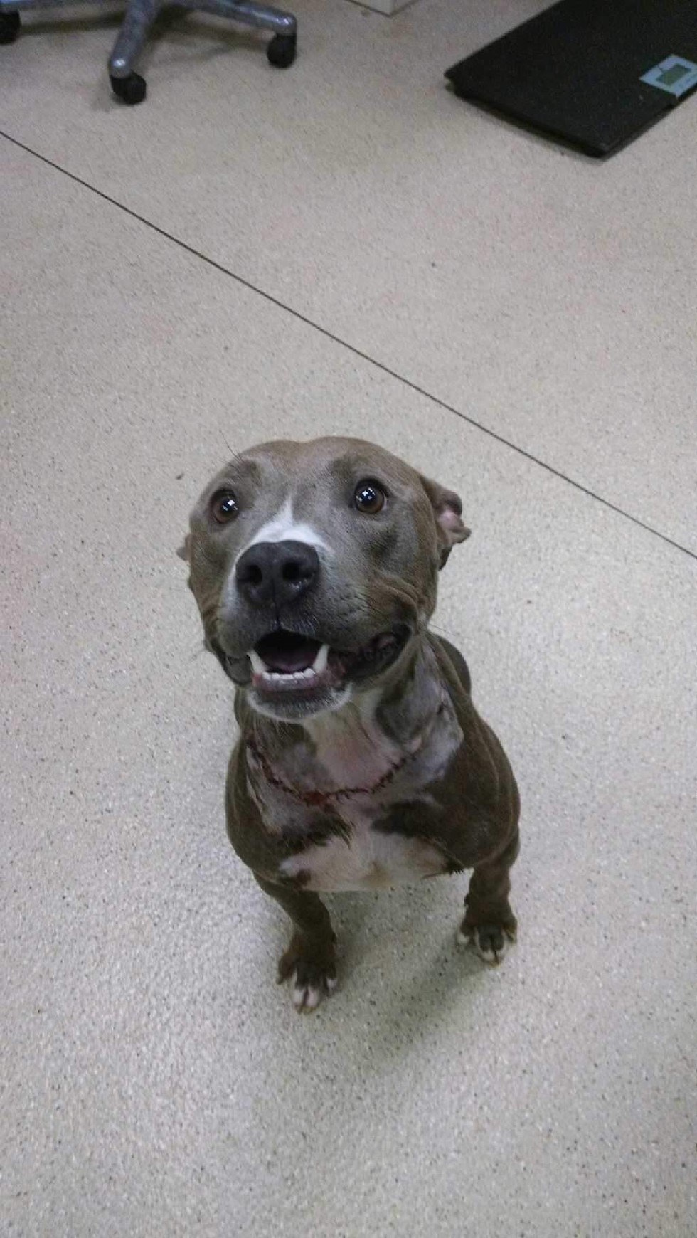 roxanne-chien-chaine-3