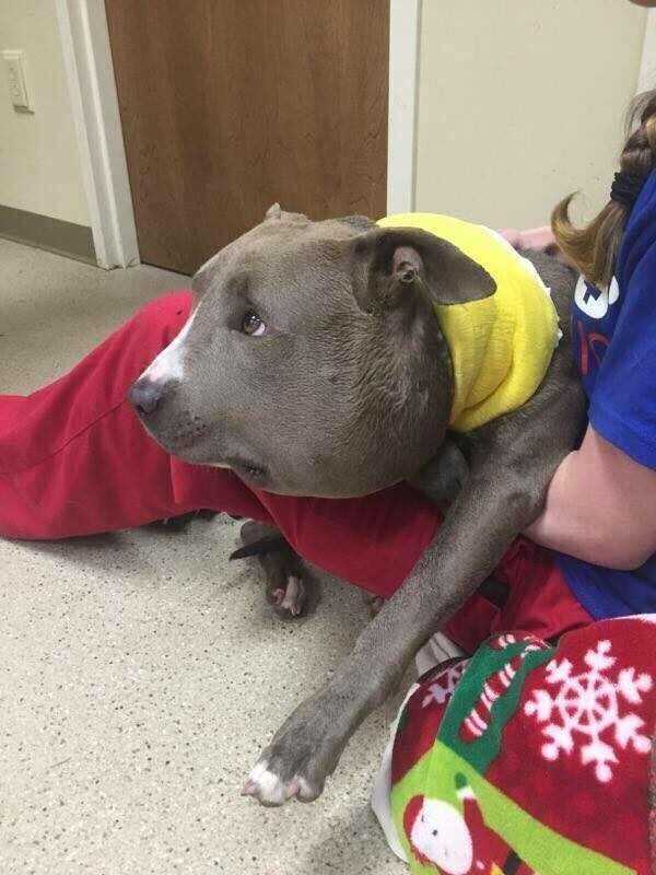 roxanne-chien-chaine-4