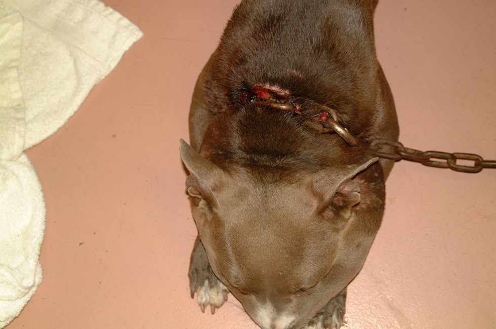 roxanne-chien-chaine-1