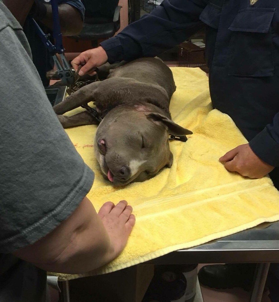 roxanne-chien-chaine-6