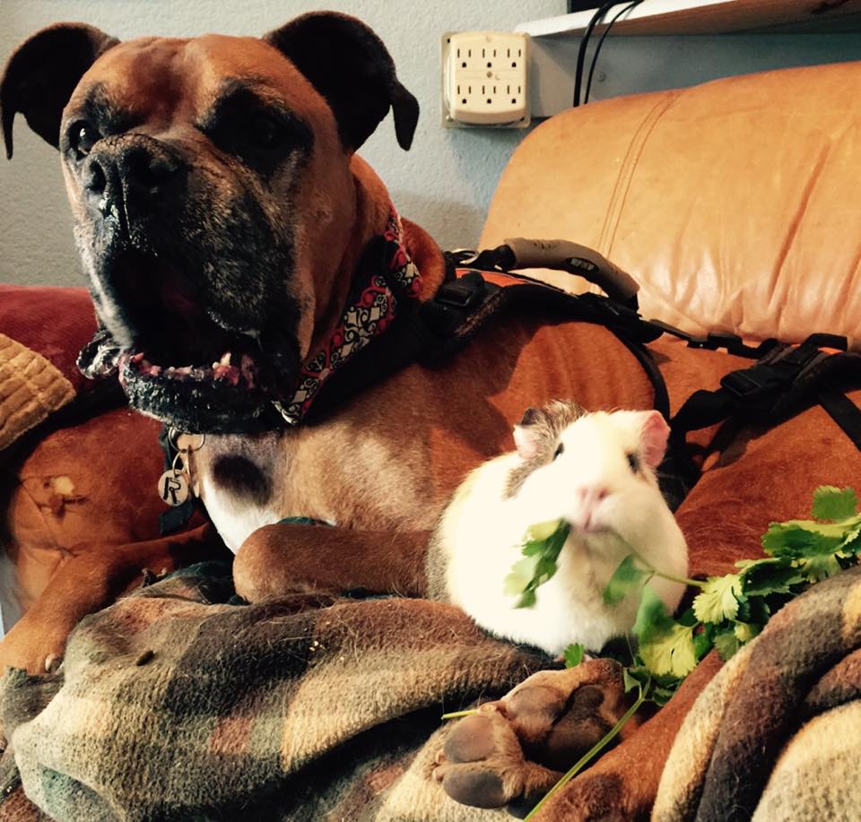 rex-smores-friendship-6