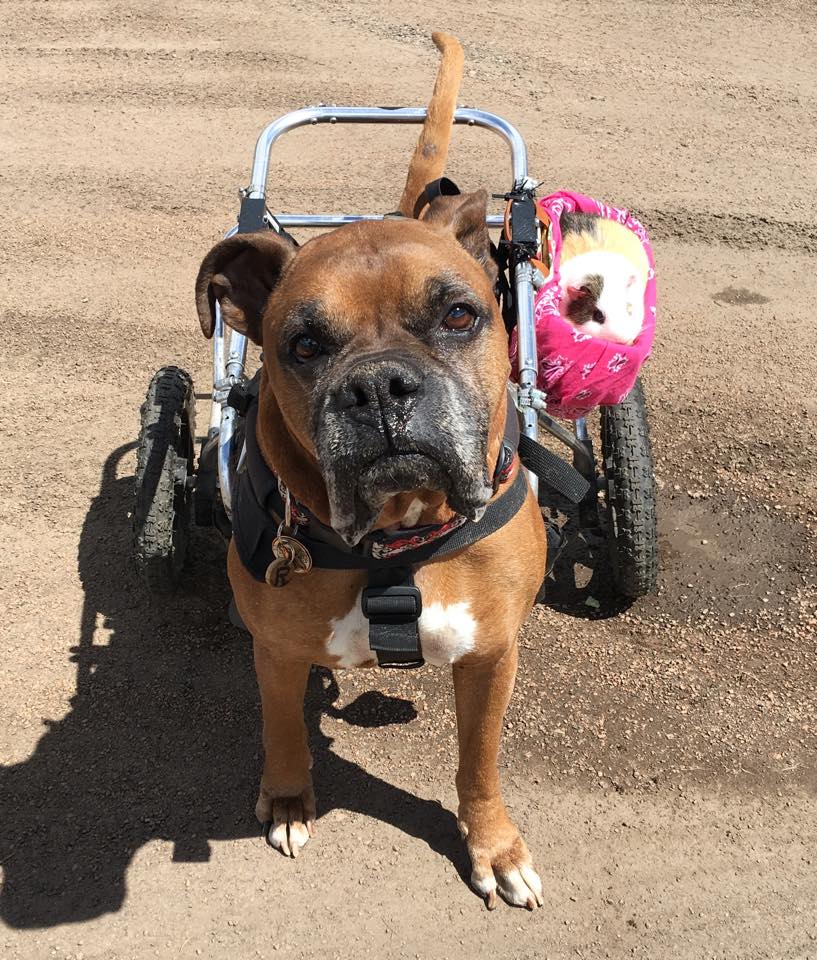 rex-smores-friendship-7