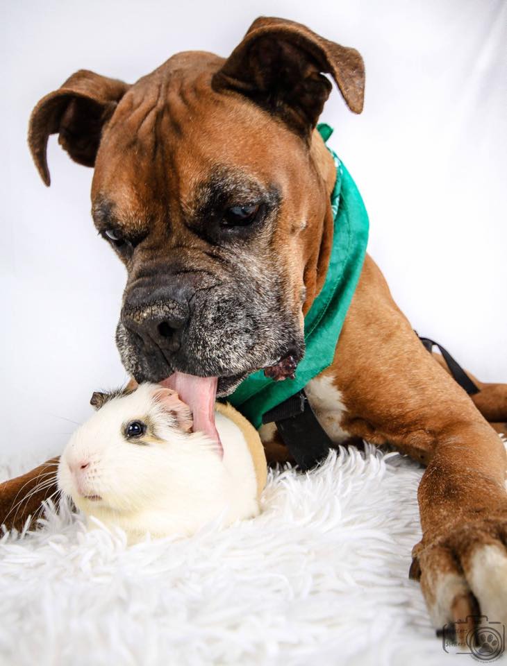 rex-smores-friendship-1