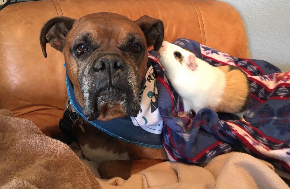 rex-smores-friendship-10