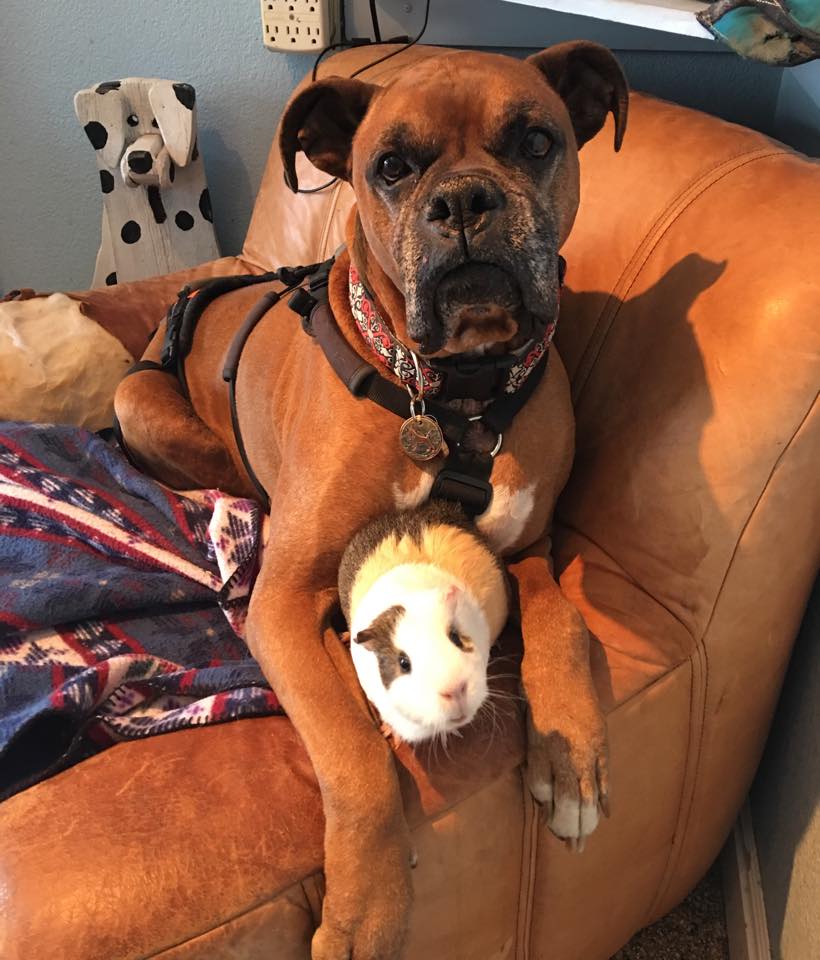 rex-smores-friendship-8