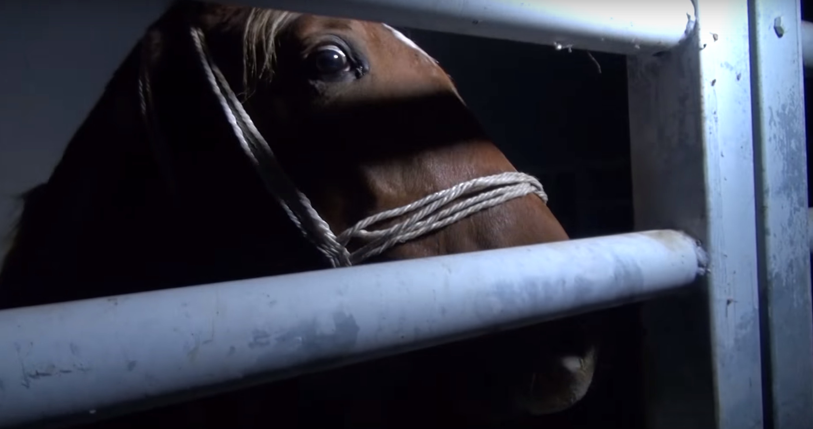 L214-abattoir-mercantour-pezenas-6