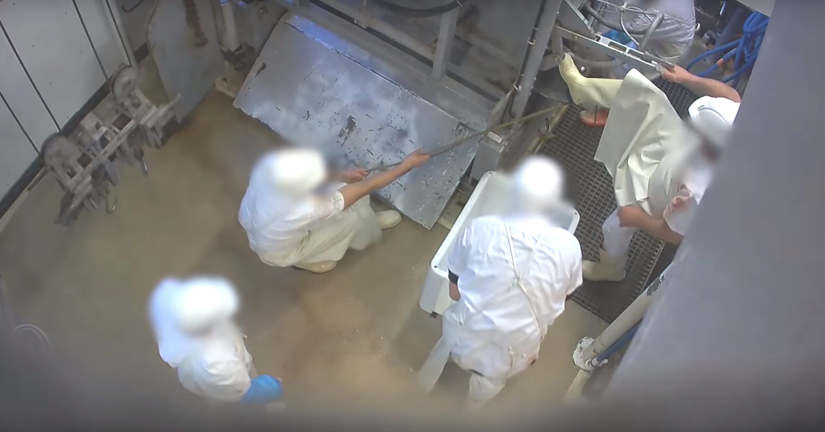 L214-abattoir-mercantour-pezenas-5