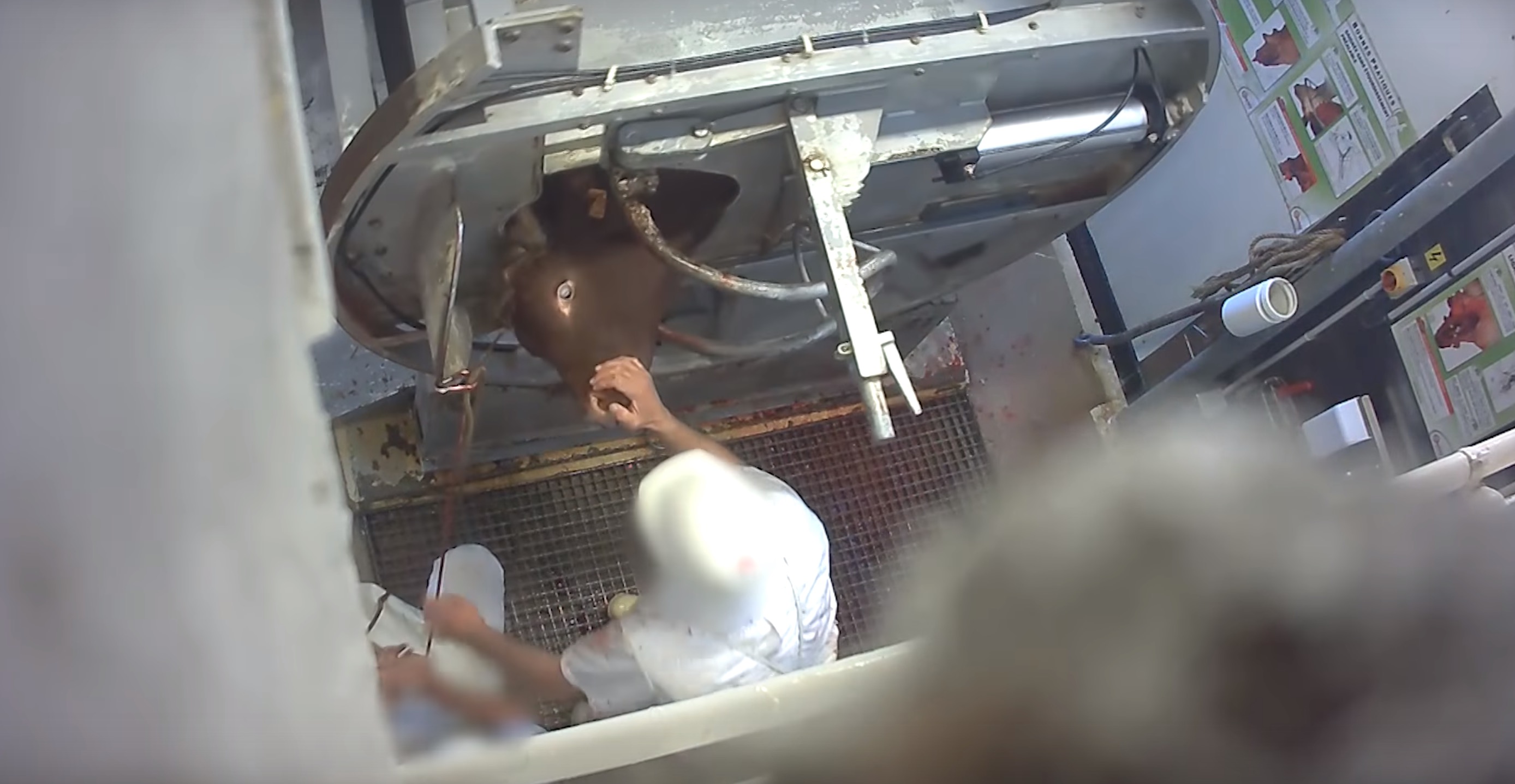 L214-abattoir-mercantour-pezenas-8