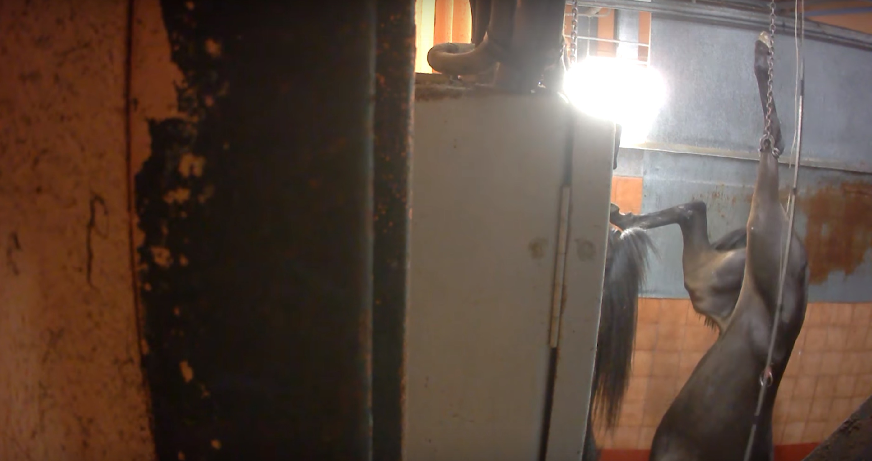 L214-abattoir-mercantour-pezenas-7