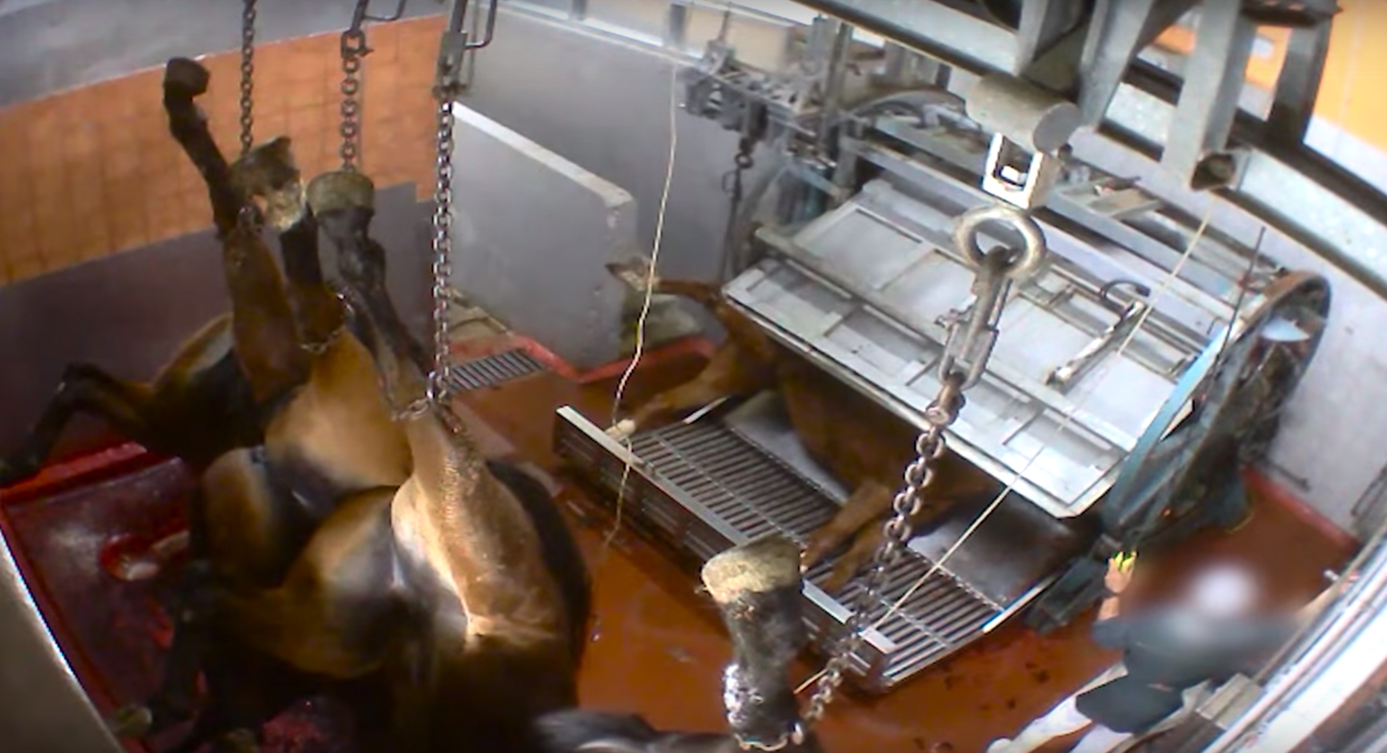 L214-abattoir-mercantour-pezenas-4