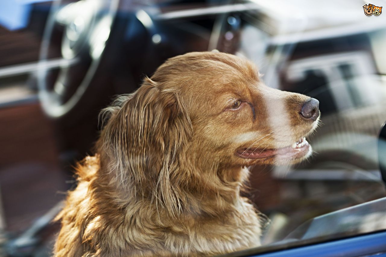 florida-dog-hot-car-4