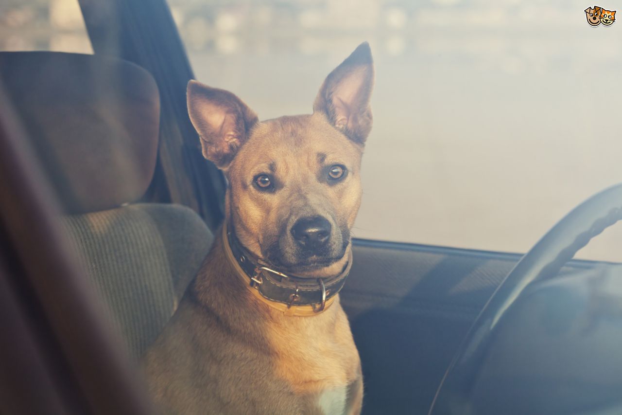 florida-dog-hot-car-3