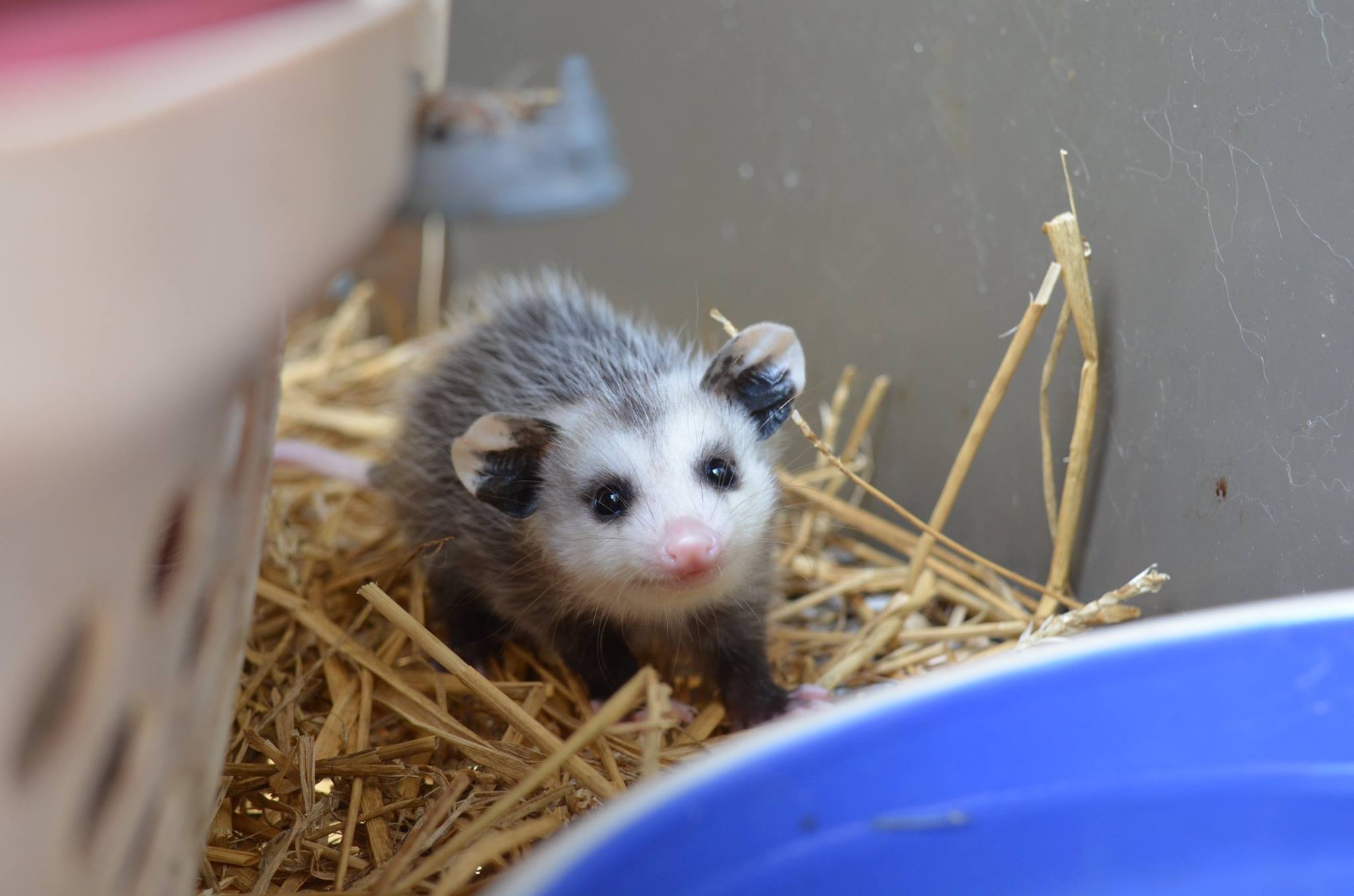 injured-opossum-babies-3